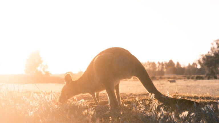 us-expat-taxes-for-americans-living-in-australia-bright-tax-expat-tax