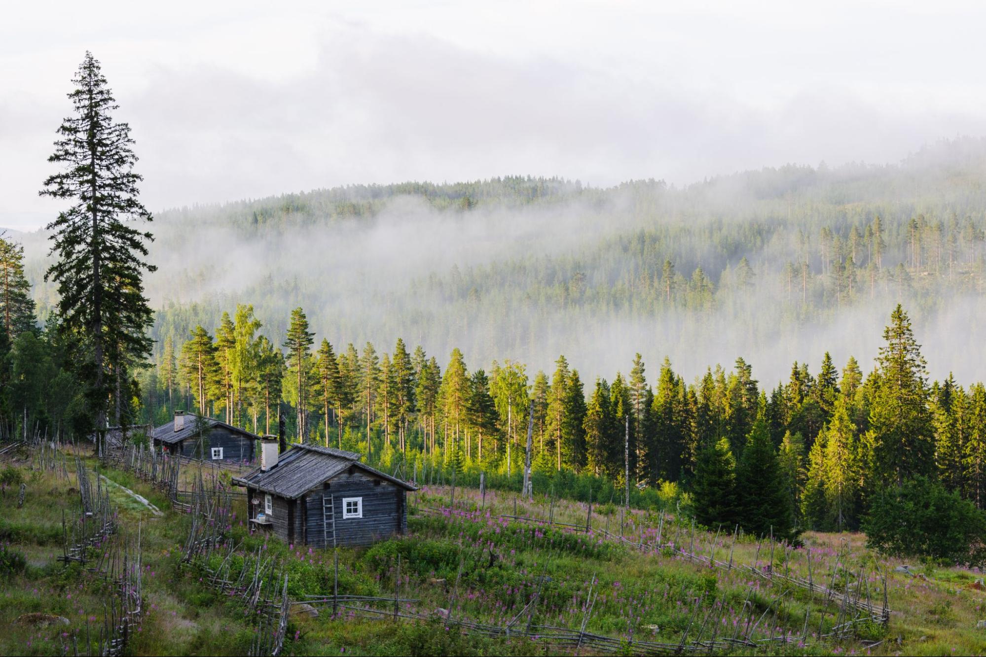 Scandinavian green landscape with a lot of pine trees and two small wooden houses