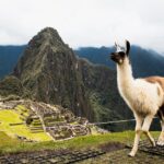 Llama on a mountain ridge, evoking the natural beauty often experienced by Americans living in Peru.