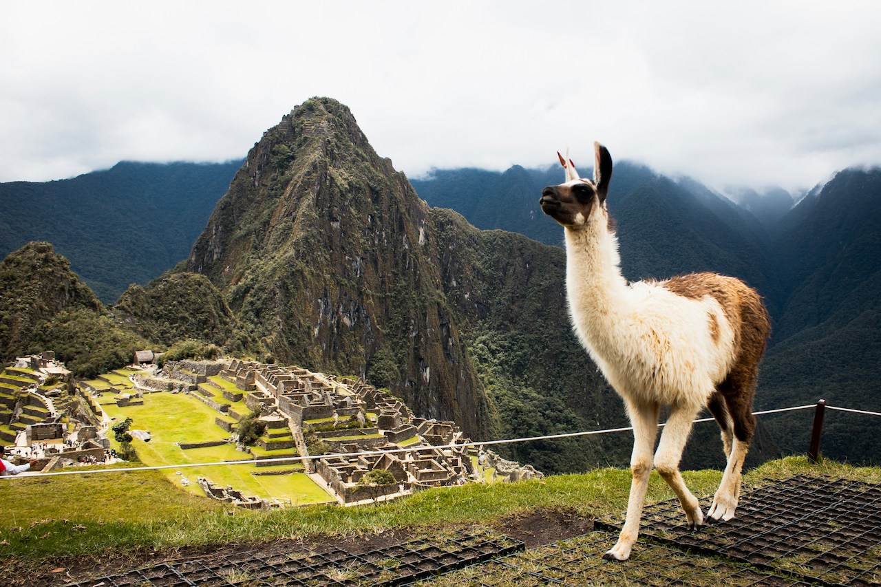 Llama on a mountain ridge, evoking the natural beauty often experienced by Americans living in Peru.